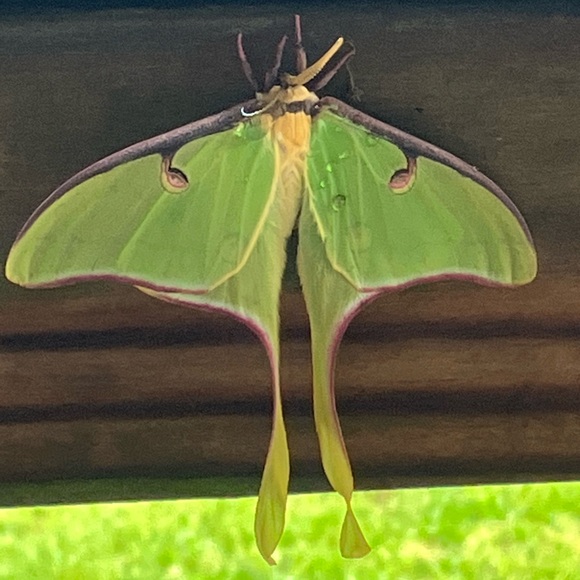 Meet your Posher, Cynthia - Picture 8 of 10